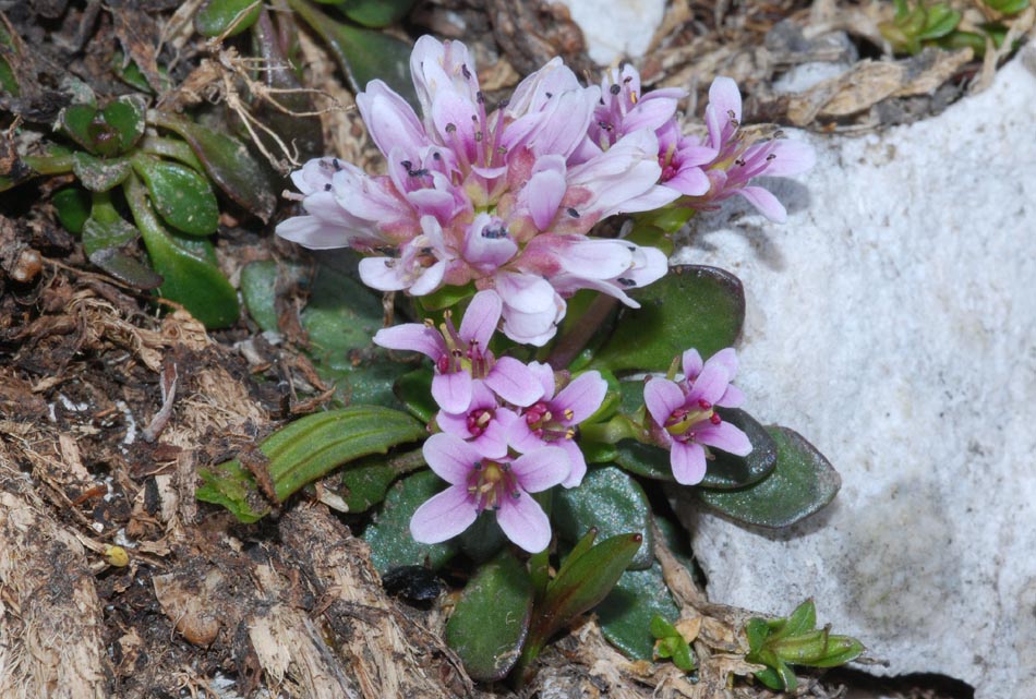 Piante interassanti  P. Naz. d''Abruzzo 2